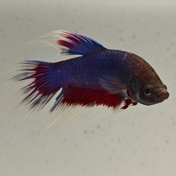 betta splendens man
