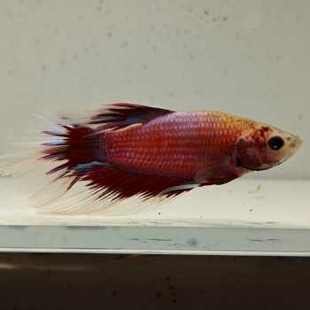 betta splendens man