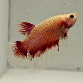 betta splendens man