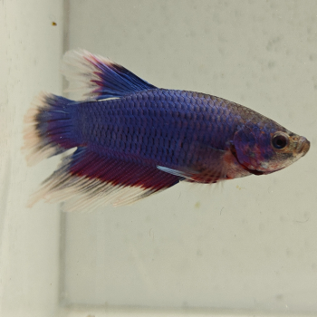 betta splendens man