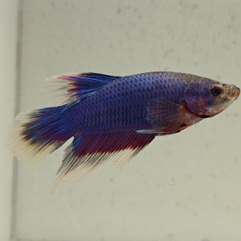 betta splendens man