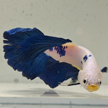 betta splendens man