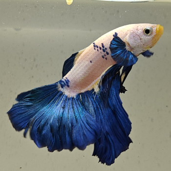 betta splendens man