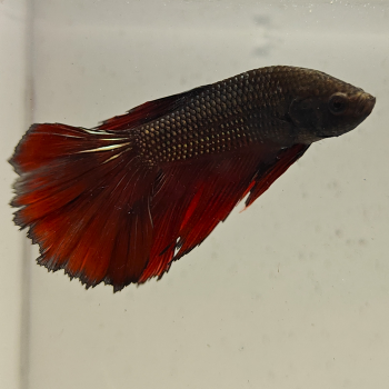 betta splendens man
