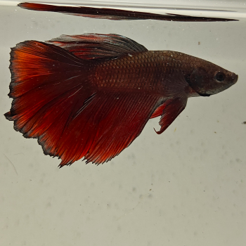 betta splendens man