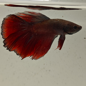 betta splendens man