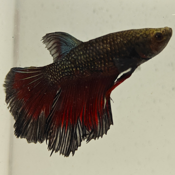 betta splendens man