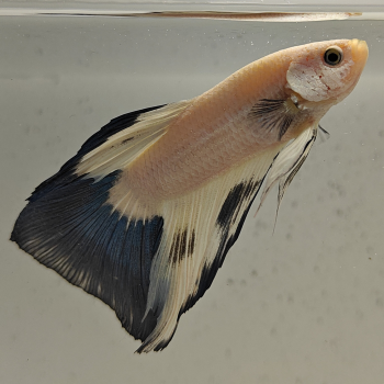 betta splendens man