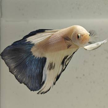 betta splendens man