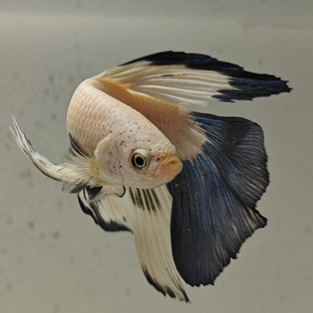 betta splendens man