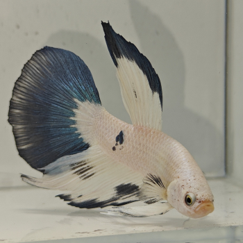 betta splendens (man)