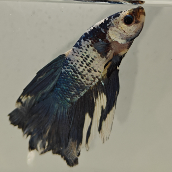 betta splendens man