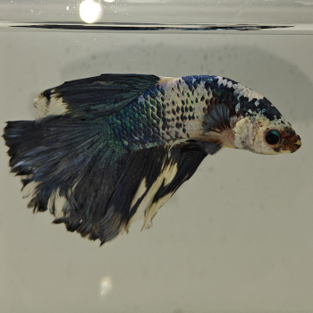 betta splendens man