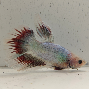betta splendens man