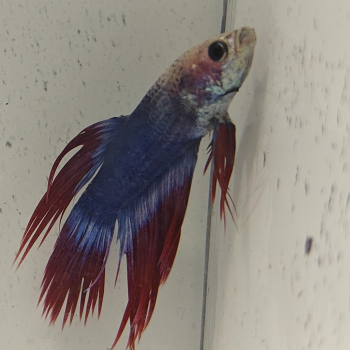 betta splendens man