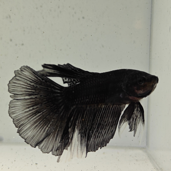 betta splendens man