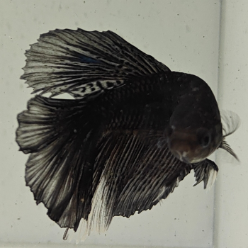 betta splendens man