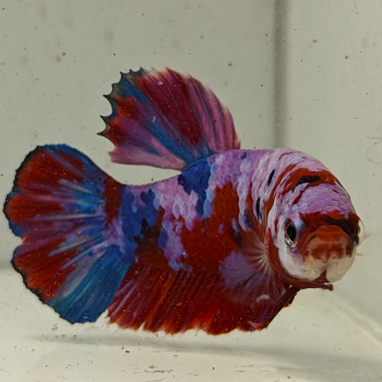 betta splendens man