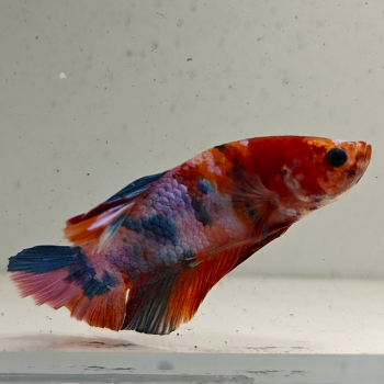 betta splendens man