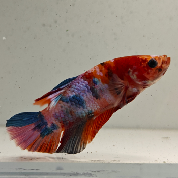 betta splendens man