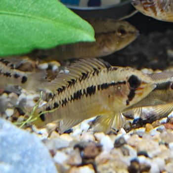 Apistogramma sp. D24