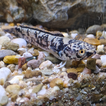 channa limbata granite