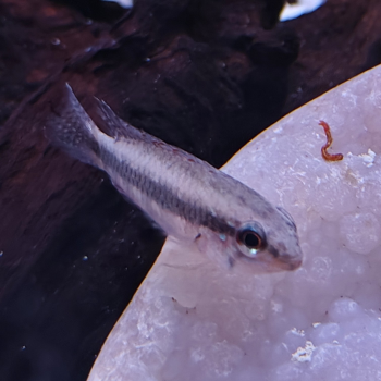 Apistogramma lineata