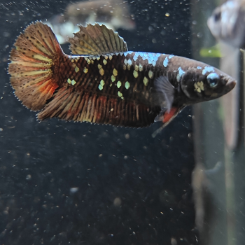 Betta splendens (vrouw) avatar copper