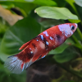 Betta splendens (vrouw) HMPK KOI GALAXY