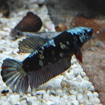 Betta splendens (vrouw) avatar copper