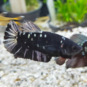 Betta splendens (vrouw) avatar copper