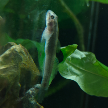 Lentipes mindanaoensis