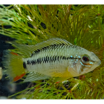 Apistogramma sp. D24