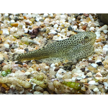 Beaufortia kweichowensis