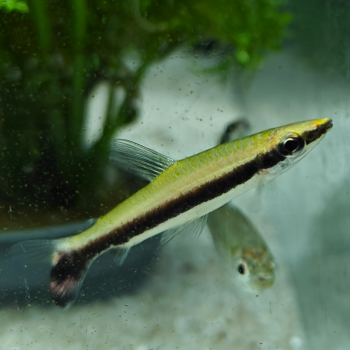 Nannostomus unifasciatus