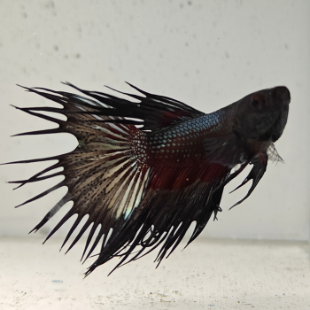 betta splendens man