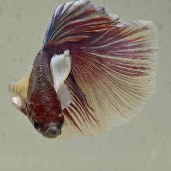 betta splendens man