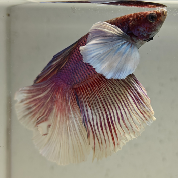 betta splendens man