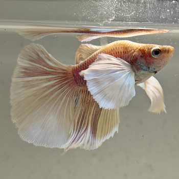 betta splendens man