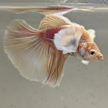 betta splendens man