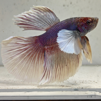 betta splendens man