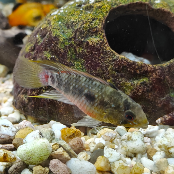 Apistogramma hongsloi