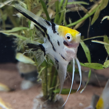 Pterophyllum scalare koi