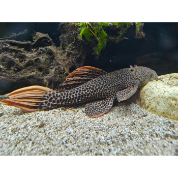 Pseudacanticus leopardus