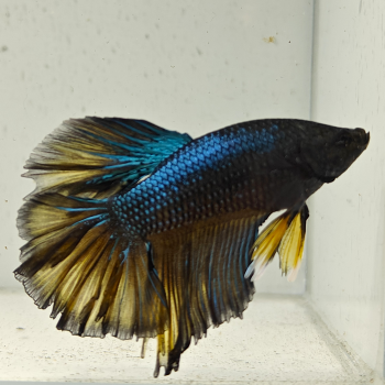 betta splendens man