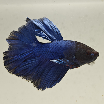 betta splendens man