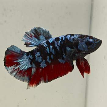 betta splendens man