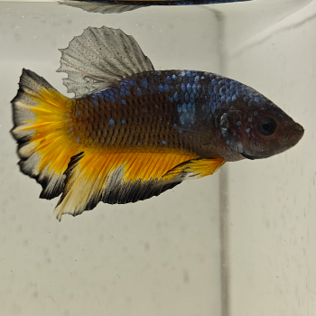 betta splendens man