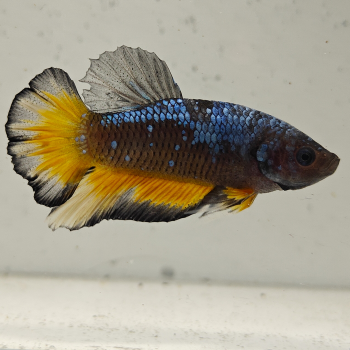 betta splendens man