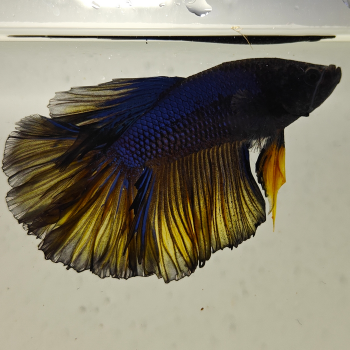 betta splendens man